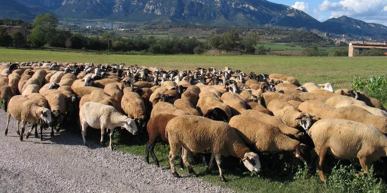 Els camins ramaders i la transhumància protagonitzen una conferència a l’Ateneu de Sant Just