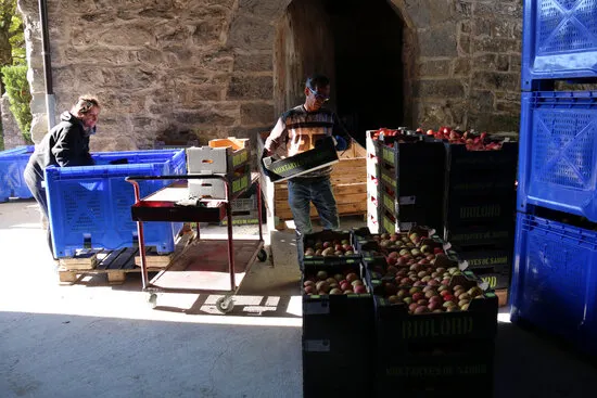 Biolord preveu un 40% menys de producció de pomes per les glaçades de la primavera