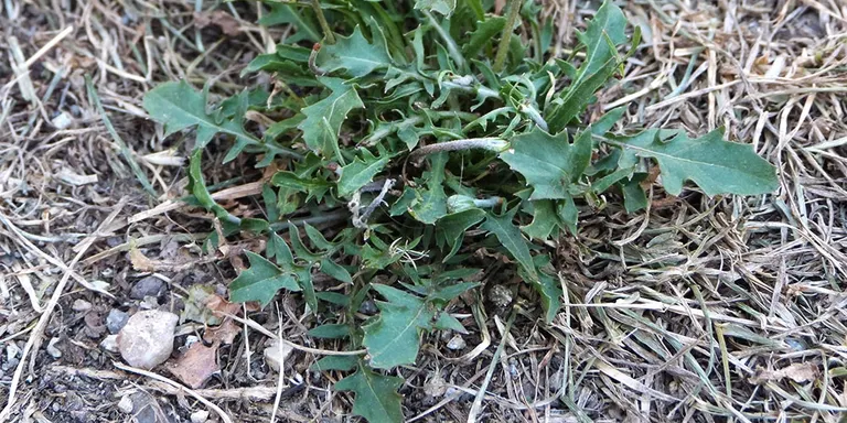 ERC demana que l'Ajuntament substitueixi els herbicides químics per mètodes més ecològics