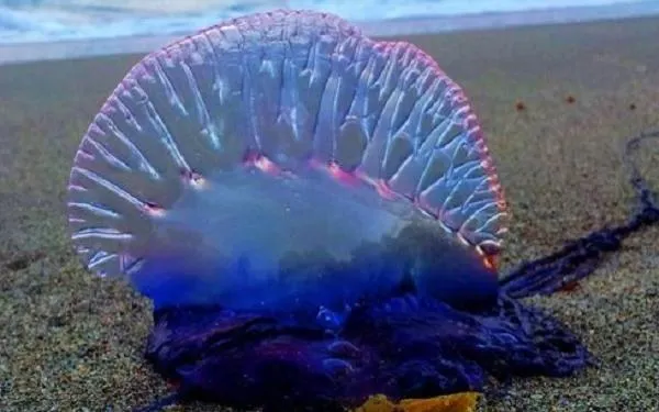 Foto: Ocean Blue Project