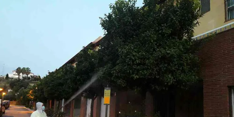 L'Ajuntament de Pineda du a terme un tractament fitosanitari als arbres de la trama urbana de la població
