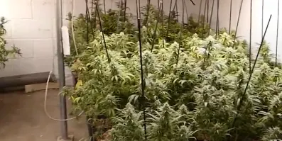 Els Mossos d’Esquadra d’Arenys desarticulen tres cultius de marihuana amb 2.000 plantes a Canet de Mar