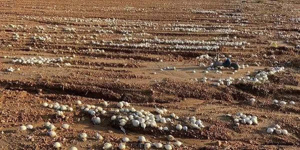 L'Horta Blanch d'Altafulla perd bona part de la collita de calçots pels aiguats, que també han malmès infraestructures i altres conreus