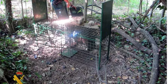 Denunciat un andorrà per la instal·lació de dues gàbies-parany en un espai natural de Tragó de Noguera