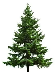 Aquest divendres comença la recollida d'arbres de Nadal