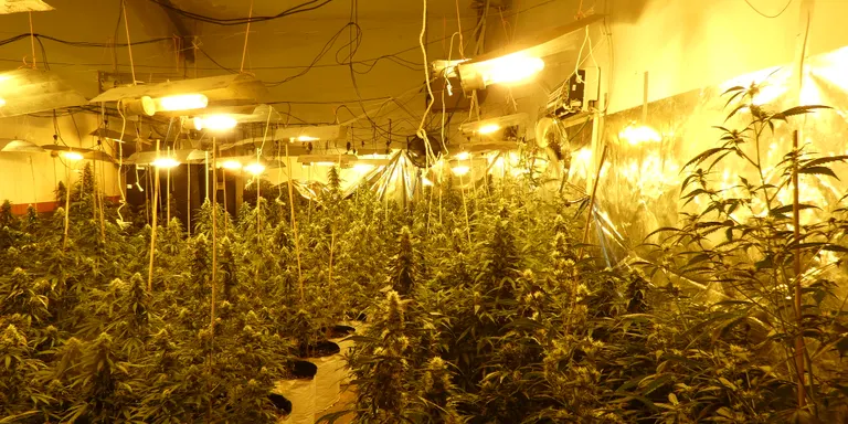 Els Mossos d’Esquadra intervenen més de 7.000 plantes de marihuana a Constantí