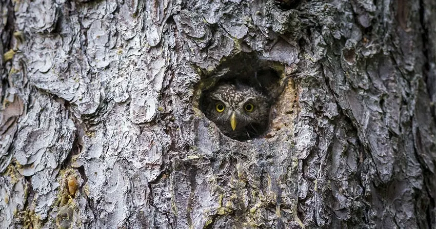 El Centre de Ciència i Tecnologia Forestal de Catalunya ha creat més de 200 refugis als arbres per afavorir la biodiversitat als boscos