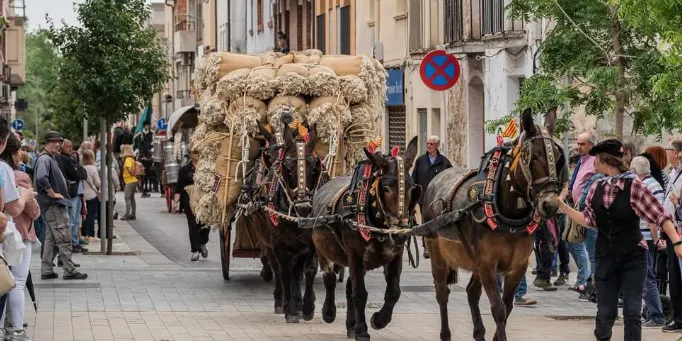 Tornen els actes clàssics a la festa de Sant Antoni 2024