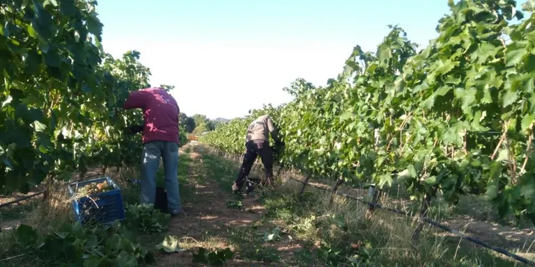 Mas Blanch i Jové comença la seva verema