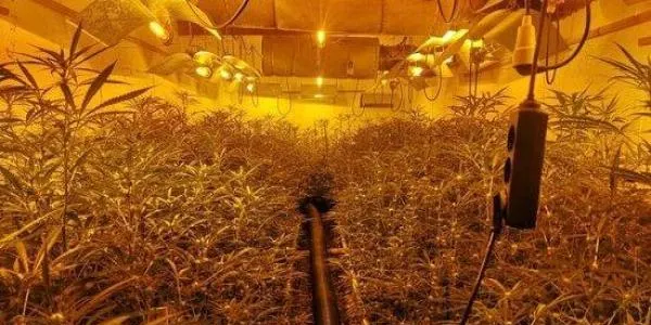 Cinc empresonats per dues plantacions de marihuana al Tarragonès
