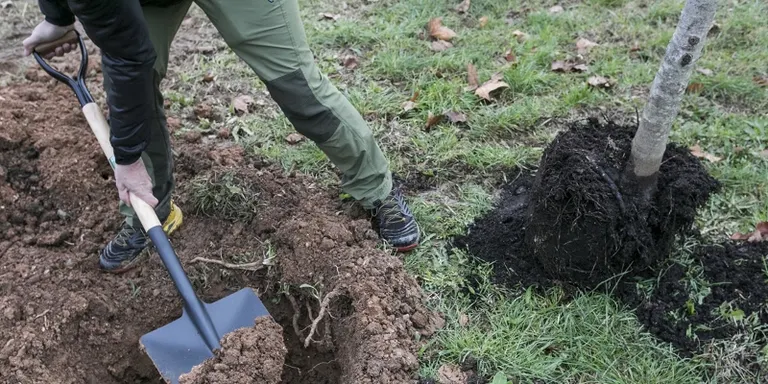 Dissabte se celebra la 19ena edició del Dia de l'arbre autòcton a Sant Jordi Park