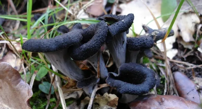 Les trompetes són un dels bolets més tÃpics que es poden trobar al Maresme