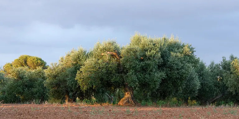 La Cooperativa Agrícola de Cambrils aborda els nous reptes del cultiu de l’oliva en unes jornades tècniques