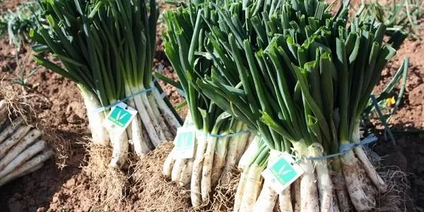 Arrencada tímida de la temporada de calçots amb l'expectativa de mantenir els 10 milions produïts l'any passat