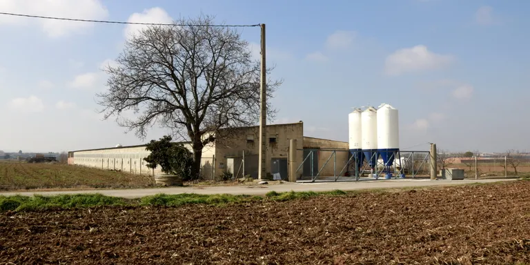 Acció Climàtica no ha trobat de moment cap nou cas de grip aviària a la zona de protecció pel focus d'Arbeca