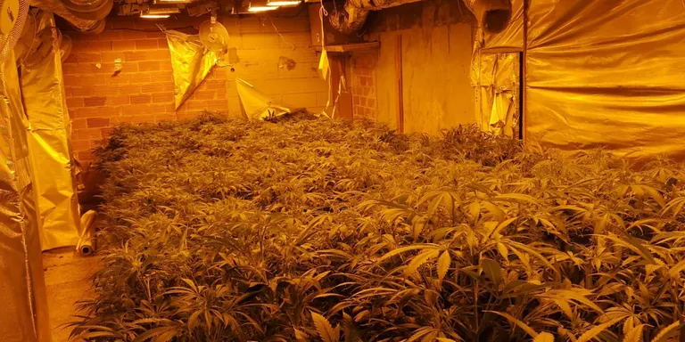 Detenen tres homes per cultivar més d'un miler de plantes de marihuana en dues naus de Manlleu