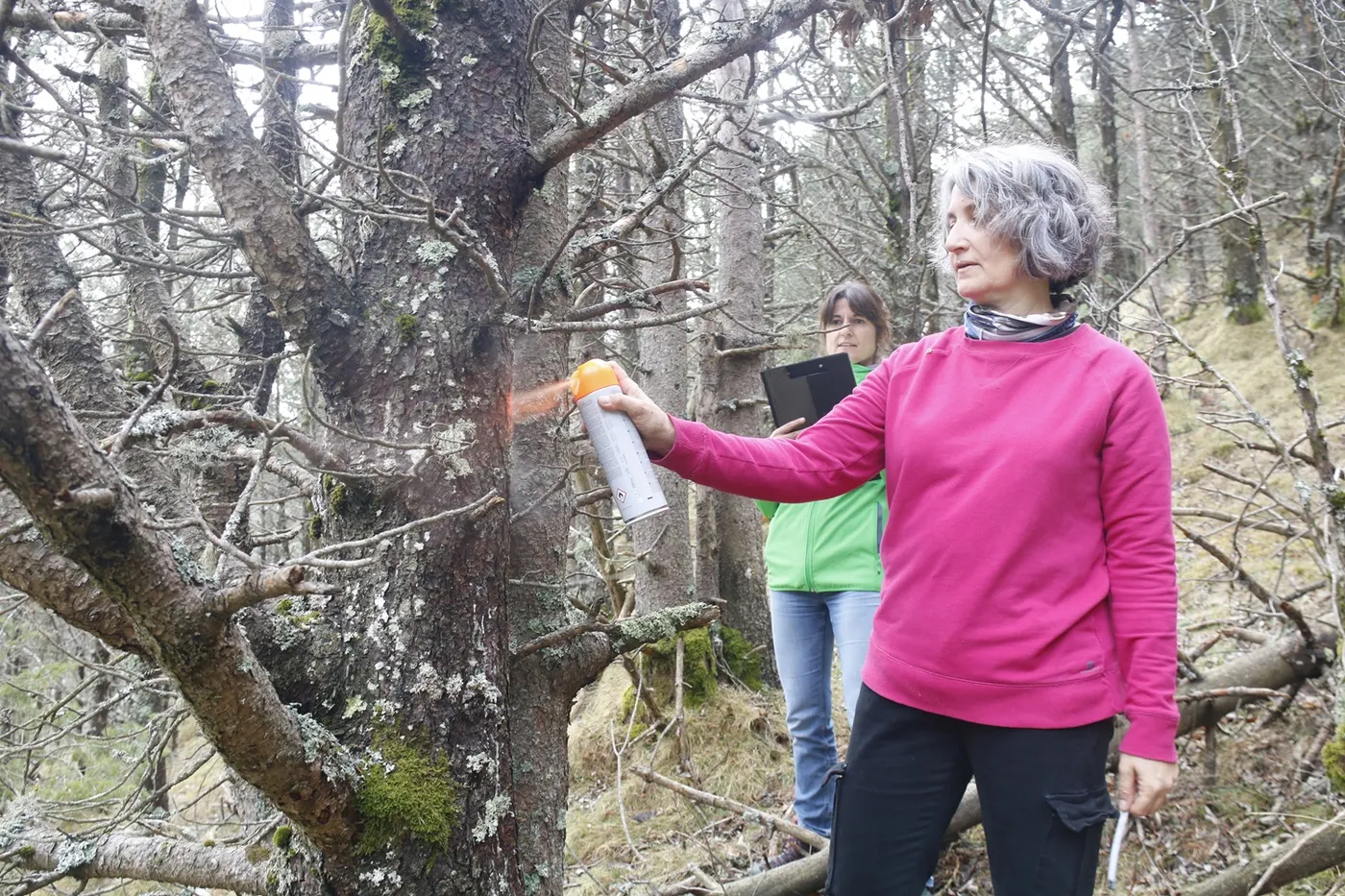 El CTFC impulsa una prova pilot al Ripollès per aconseguir més recursos hídrics amb la gestió forestal