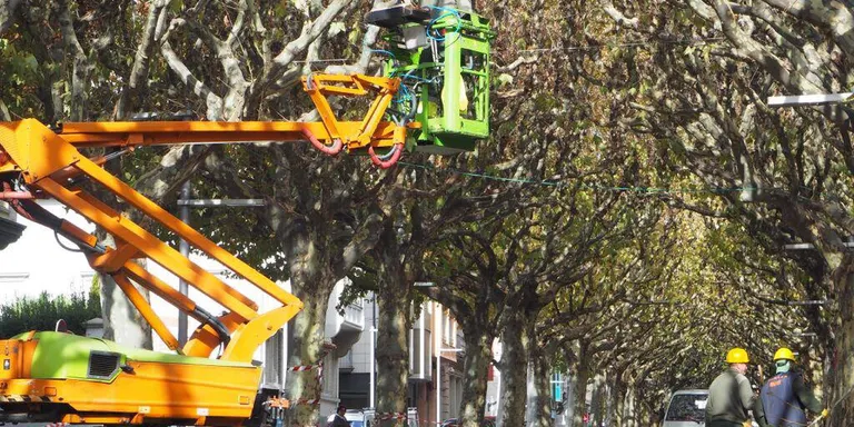 Nova poda d'arbres al centre de la Seu