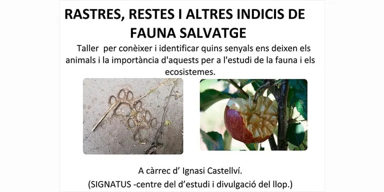 Taller de rastres, restes i altres indicis de fauna salvatge al Montnegre