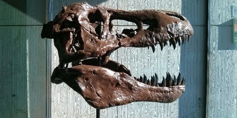Coll de Nargó agraeix la confiança en el municipi amb motiu de les Jornades d'Arqueologia i Paleontologia