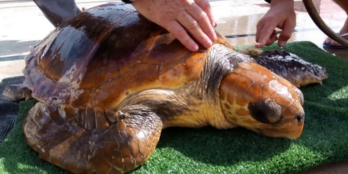 La tortuga 'Synera' torna al mar