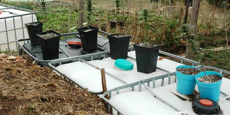 Intervingudes 60 plantes de marihuana a l'Alt Urgell