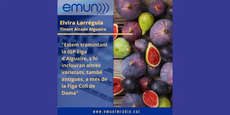Arrenca la temporada de la Figa d'Alguaire