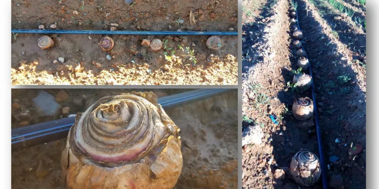 Continua el projecte de recuperació de la ceba de Coll de Nargó