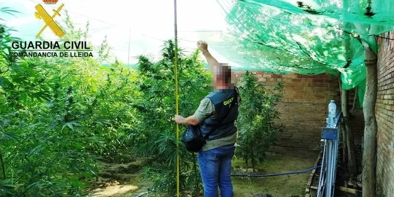 Decomís de 20 quilos de marihuana en una finca de Senterada
