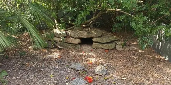L’Hort de la Sínia obre les portes per visitar el centre de cria de tortugues de terra