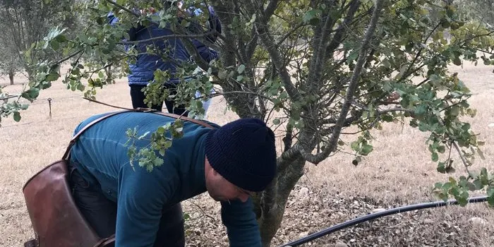 Tres quartes parts de la producció de tòfona anual a Catalunya provenen del conreu
