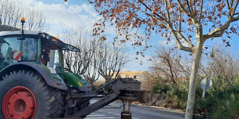 L'Ajuntament de Pineda planta 50 nous arbres substituint alguns que estan malalts