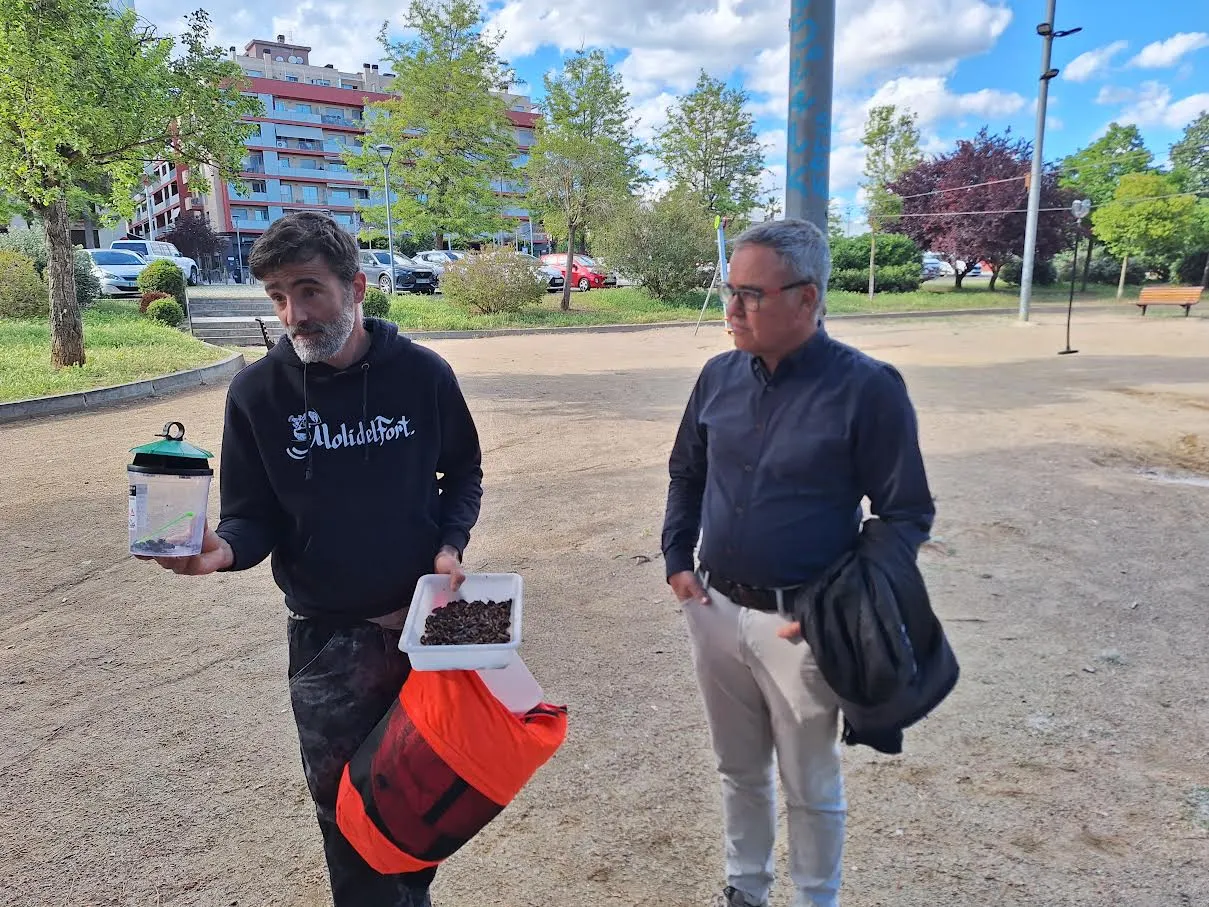 Balanç satisfactori dels primers dies de la campanya de control de la vespa asiàtica