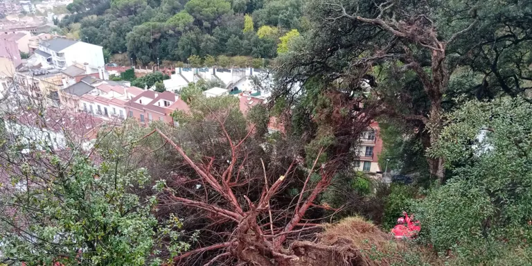 Es desarrela un arbre a la carretera de Torrentbò que amenaça de caure damunt les cases de sota la penya