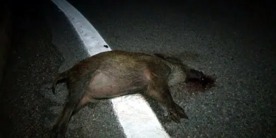 El PSC demana al Parlament dades sobre accidents amb fauna salvatge