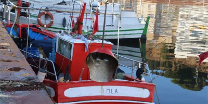 El pescador, que captura el tauró guineu, diu que és la primera vegada que pesca un exemplar d'aquestes característiques