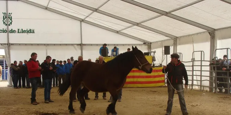 Bon balanç d'organització del Concurs Nacional de Cavall Pirinenc Català