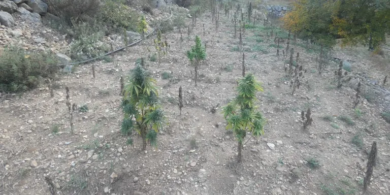 Desmantellada a Fígols i Alinyà una plantació amb prop de 3.000 plantes de marihuana
