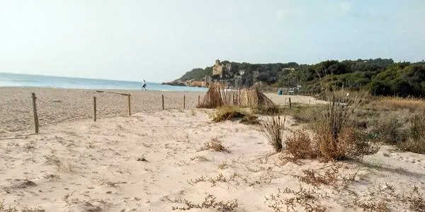 El Vinyet d'Altafulla es prepara per rebre al corriol camanegre