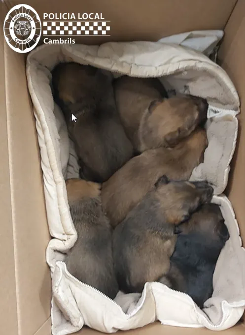 L’associació Segundas oportunidades gestionarà l’adopció dels sis cadells de gos abandonats a Cambrils