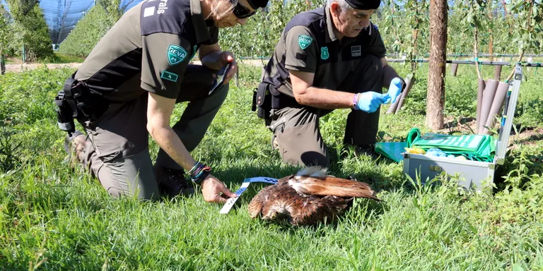 Els Agents Rurals alerten de l'ús de verins per l'augment d'aus mortes a Ponent