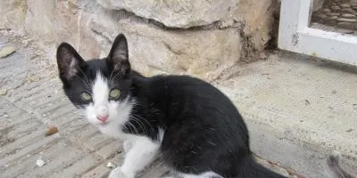L'Associació pels Animals del Pirineu ajuda al control de la població de gats