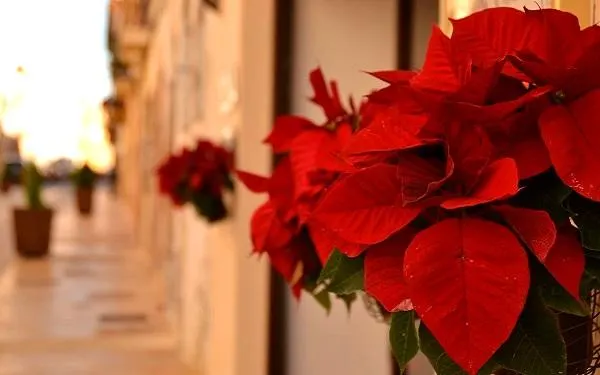 L’Associació Turística d’Empresaris i Comerciants d’Altafulla no oferirà enguany cap campanya promocional de Nadal