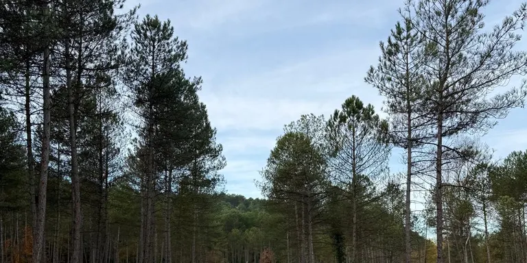 El Consell Comarcal fa una aclarida forestal en tres punts estratègics de gestió de la Ribera Salada