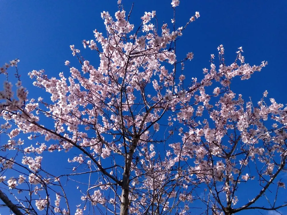 Caldes registra la temperatura mínima més baixa en un mes d'abril en 26 anys
