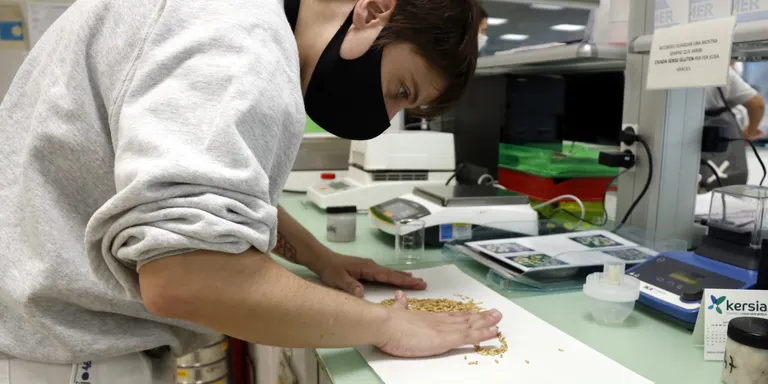 Liquats Vegetals s'alia amb l'IRTA per revaloritzar el conreu de civada per al consum humà