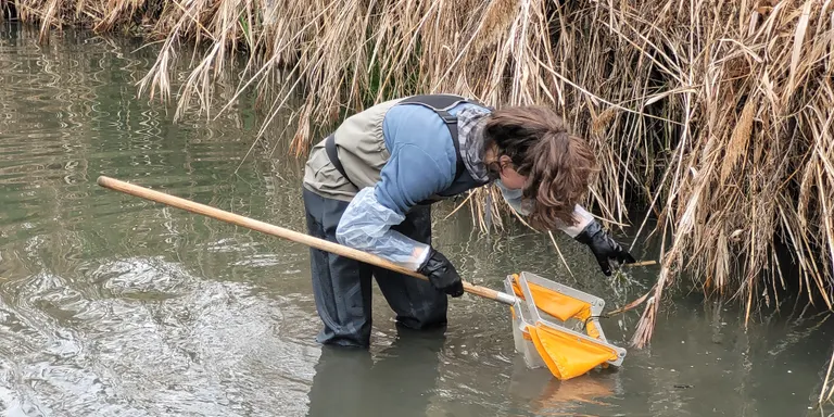 Un estudi de la UVic-UCC conclou que la disminució del cabal dels rius d'Osona amenaça la supervivència dels peixos