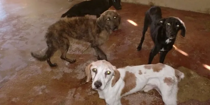 La Protectora d’Animals d’Arenys deixa de recollir gossos abandonats a la nostra vila