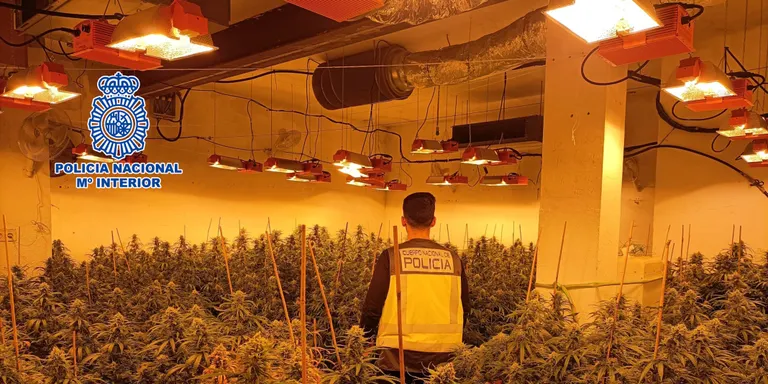Un traficant amb un cultiu de 793 plantes de marihuana a Maçanet de la Selva envesteix dos policies nacionals i fuig