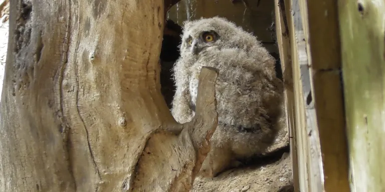 Neixen tres cries de duc al centre de fauna de MónNatura Pirineus